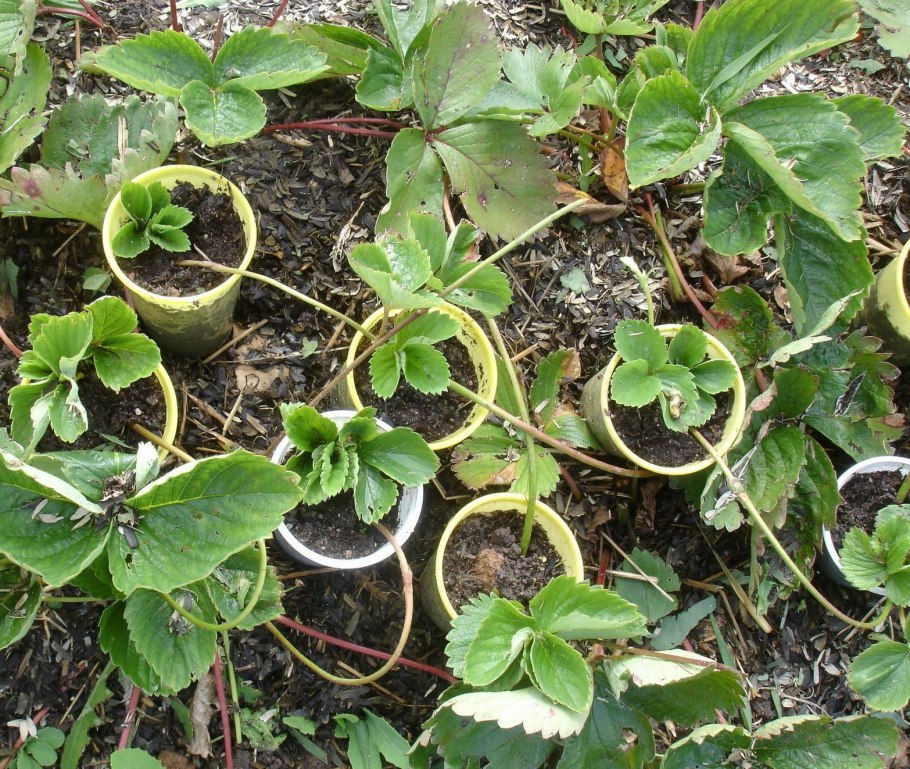 Усы клубники