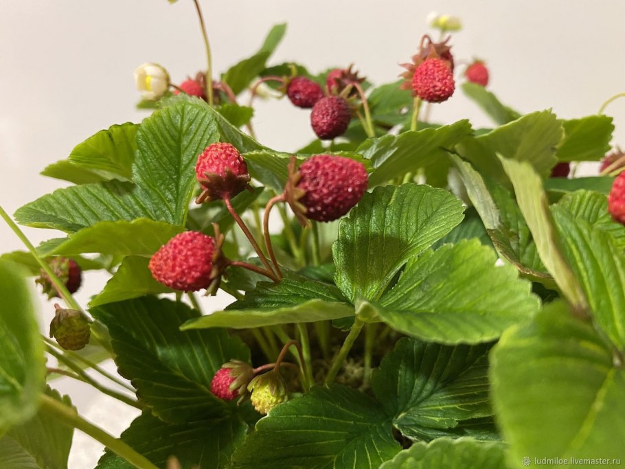 Земляника цветок