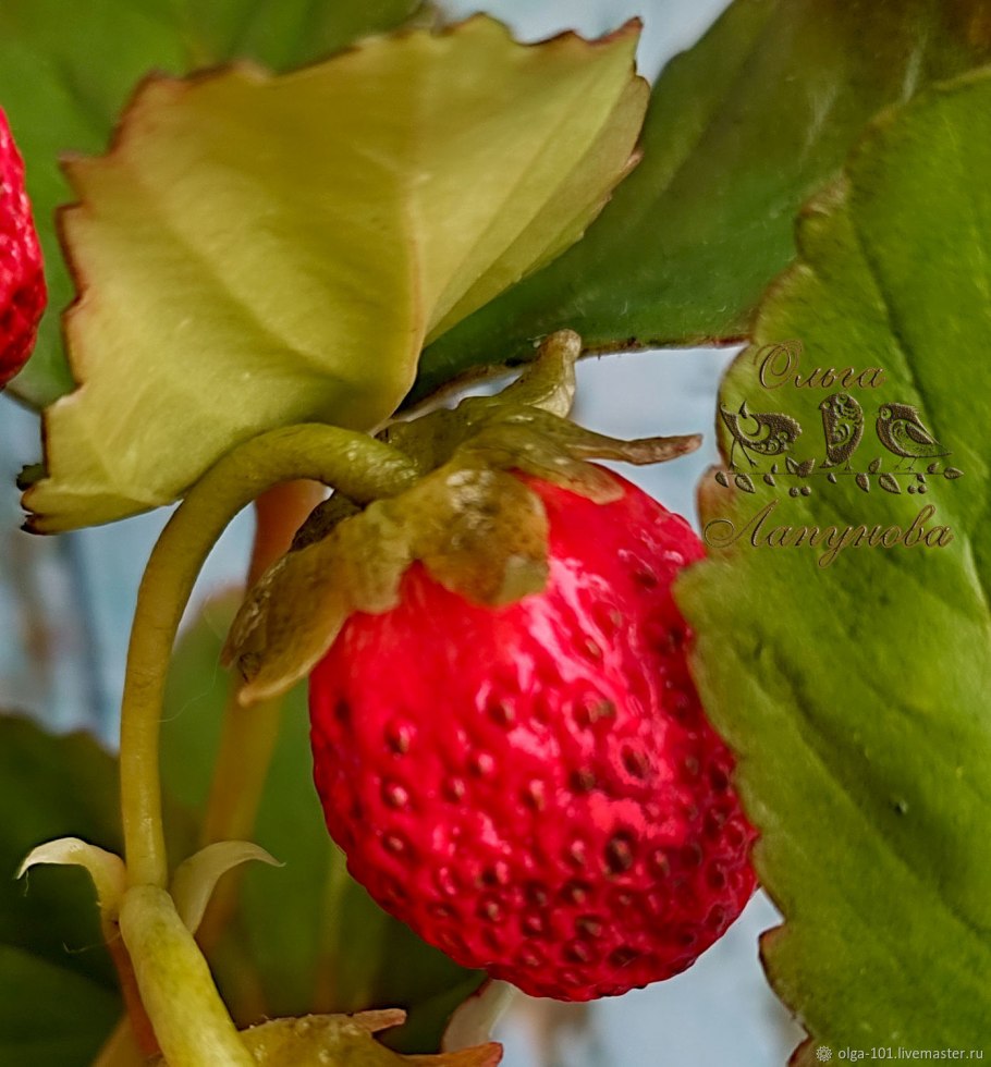 Старый куст клубники