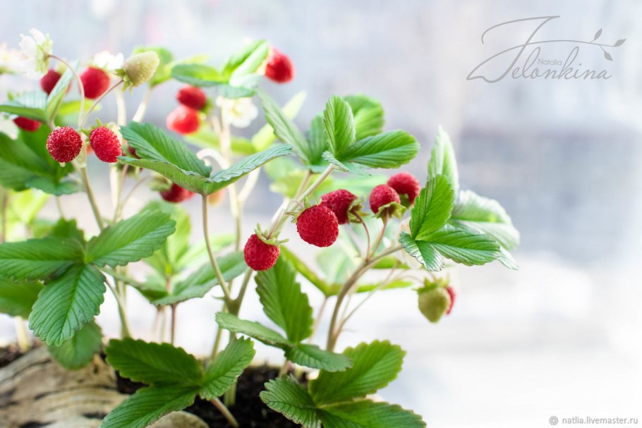 Куст земляники