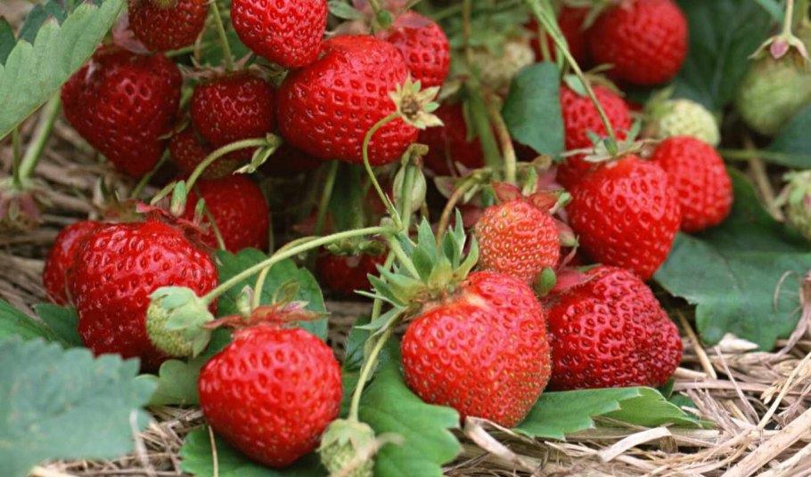 Садовая земляника (клубника) диамант (ремонтантная)