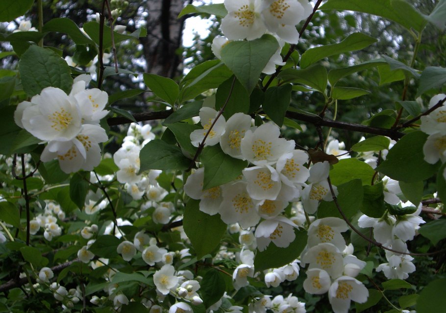 Жасмин настоящий кустарник фото