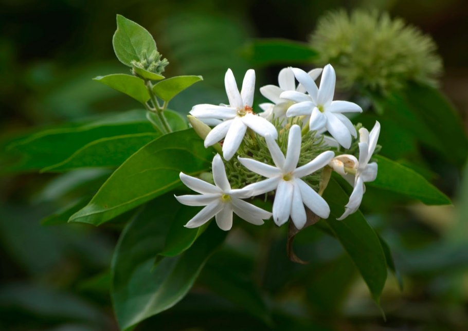 Мурайя метельчатая Жасмин