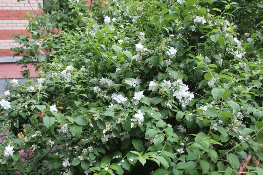 Жасмин мелколистный