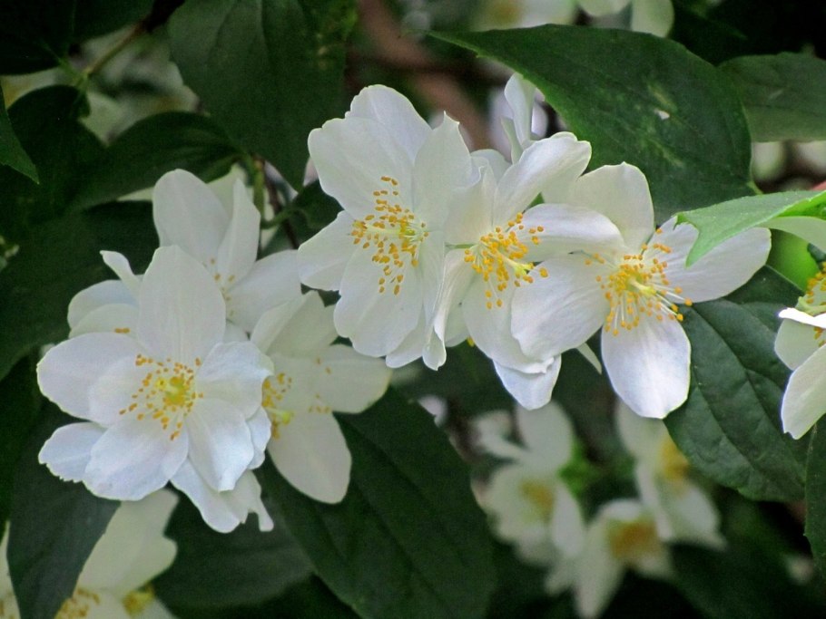 Жасмин Вамвакидис