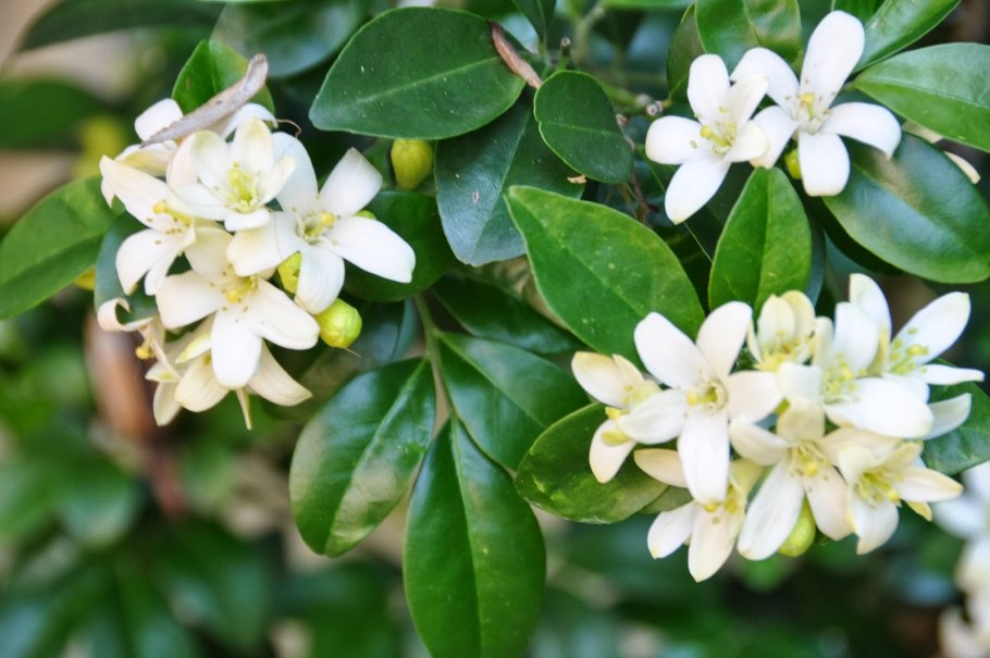 Жасмин самбак