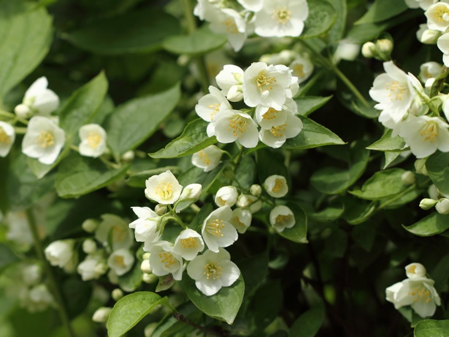 Чубушник венечный Philadelphus coronarius “variegatus”