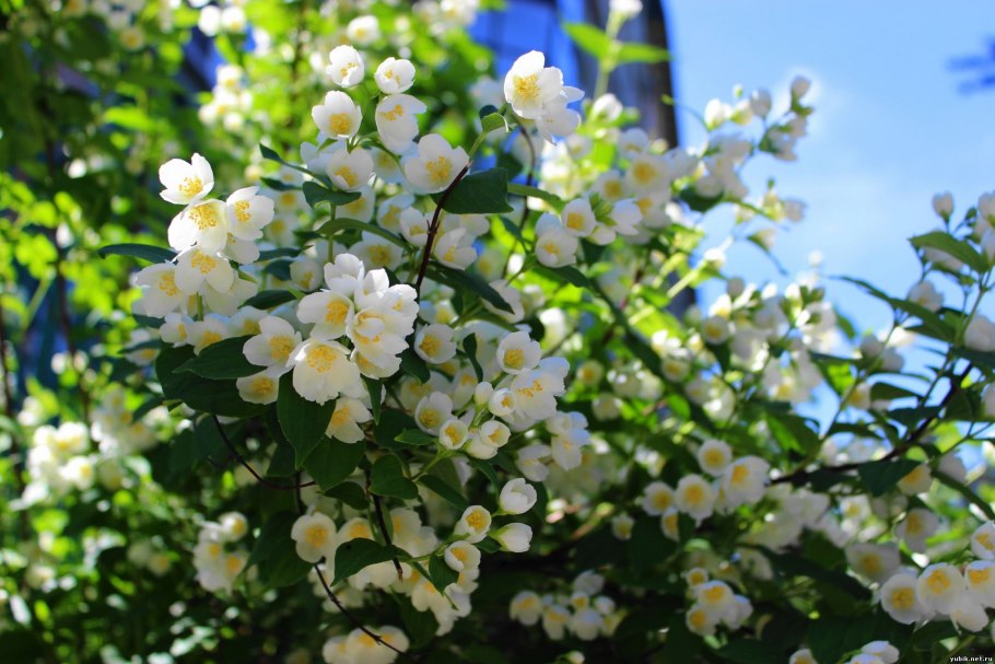 Чубушник обыкновенный Жасмин