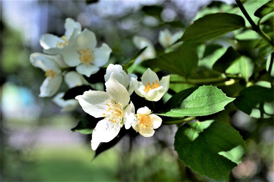 Чубушник балет мотыльков