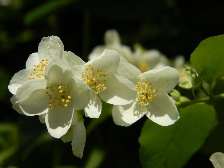 Жасмин самбак