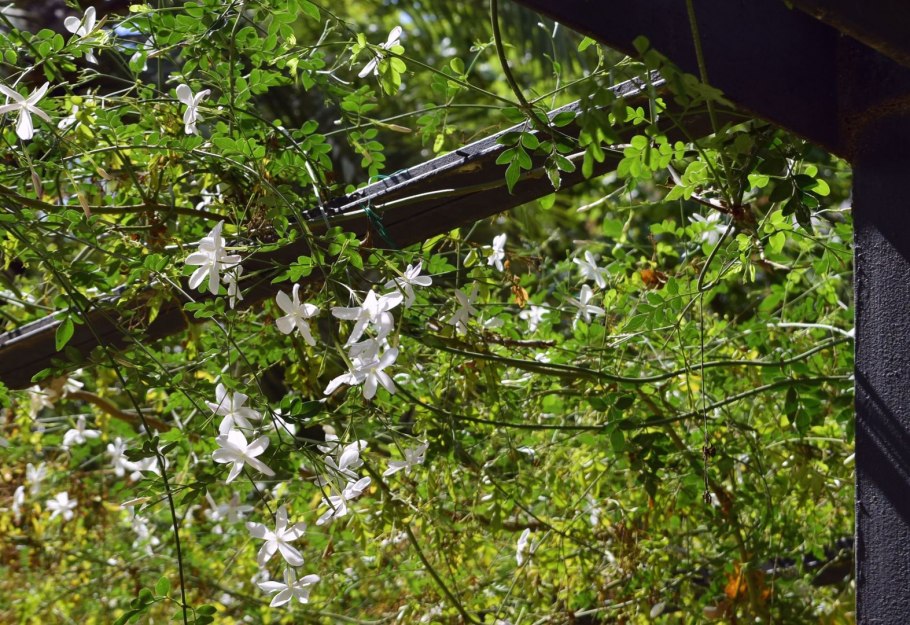 Чтоб зацвел Жасмин