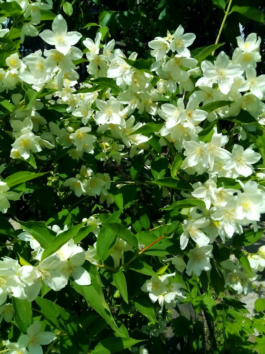 Жасмин вечнозеленый кустарник