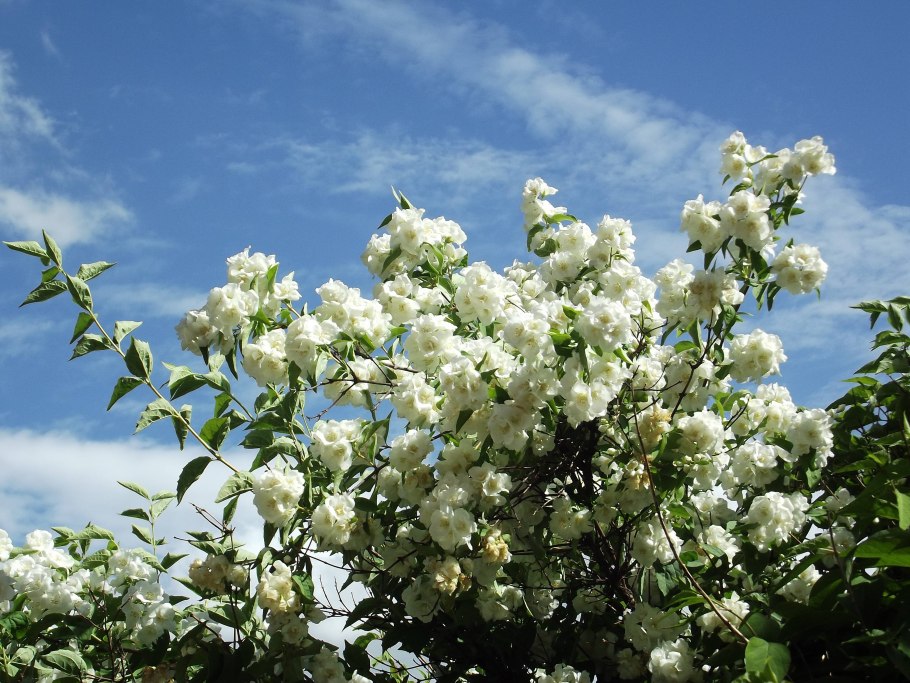 Жасмин маньчжурский