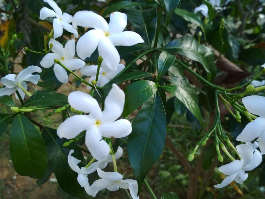 Жасмин декоративный кустарник