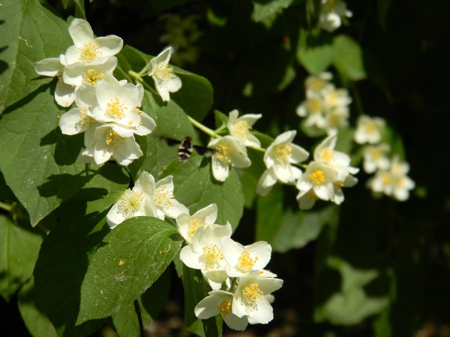 Чубушник Миннесота Сноуфлейк