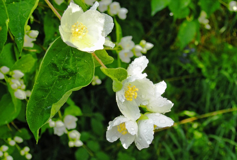 Чубушник (Philadelphus Yellow Cab)
