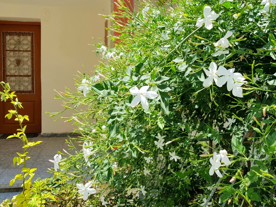 Жасмин душистый