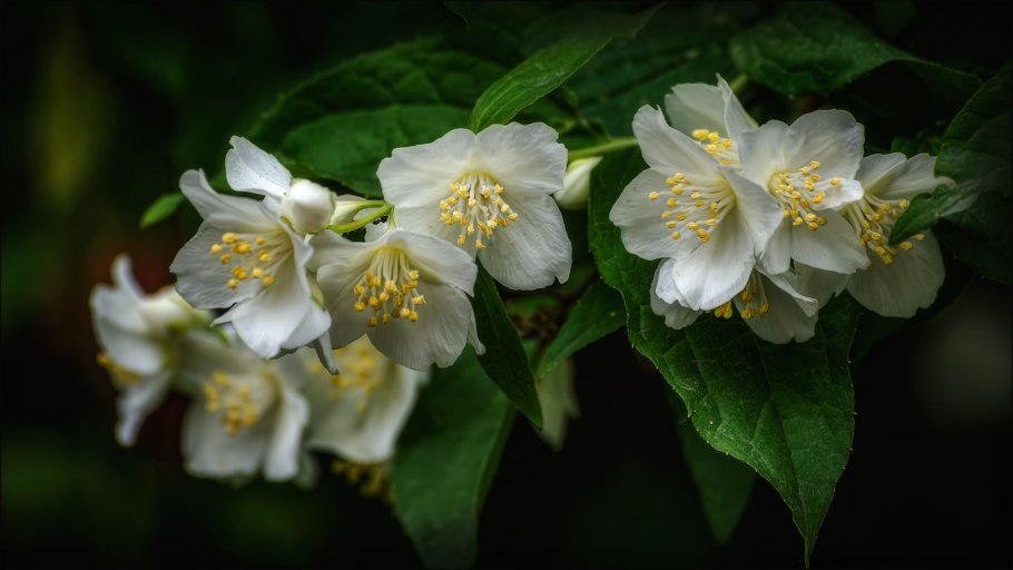 Чубушник венечный