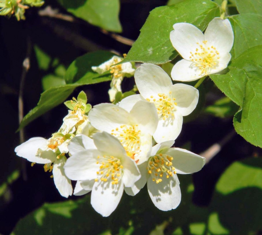 Жасмин Менси