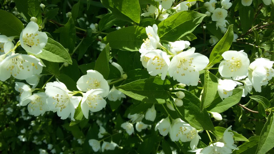 Жасмин чубушник