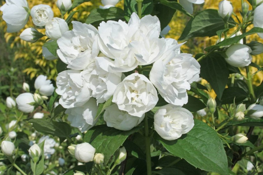 Настоящий Жасмин и чубушник