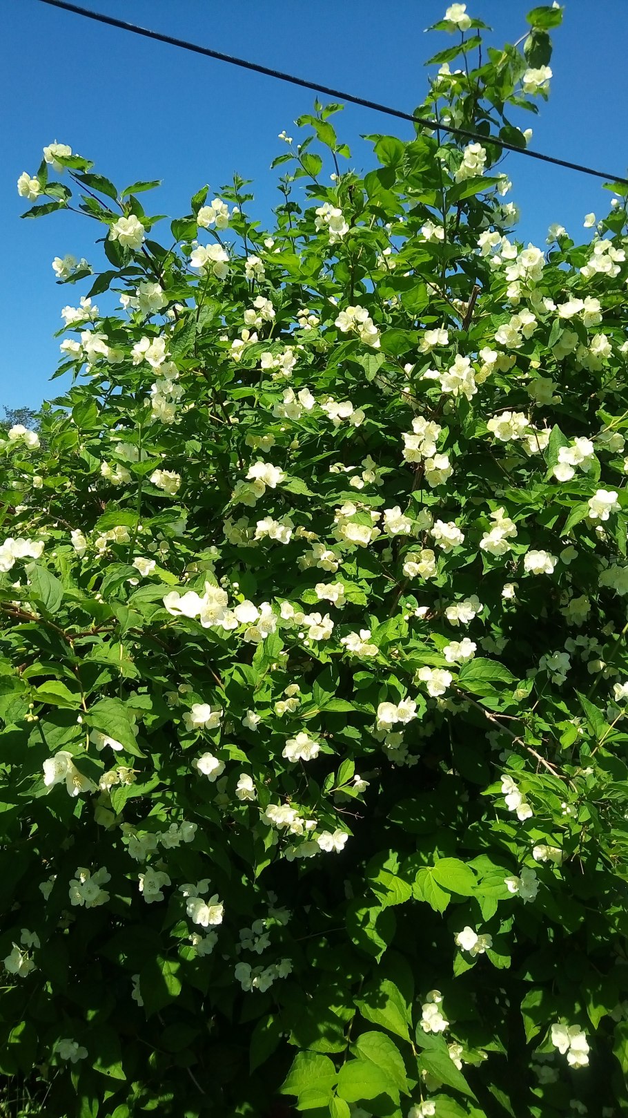 Чубушник Аваланш