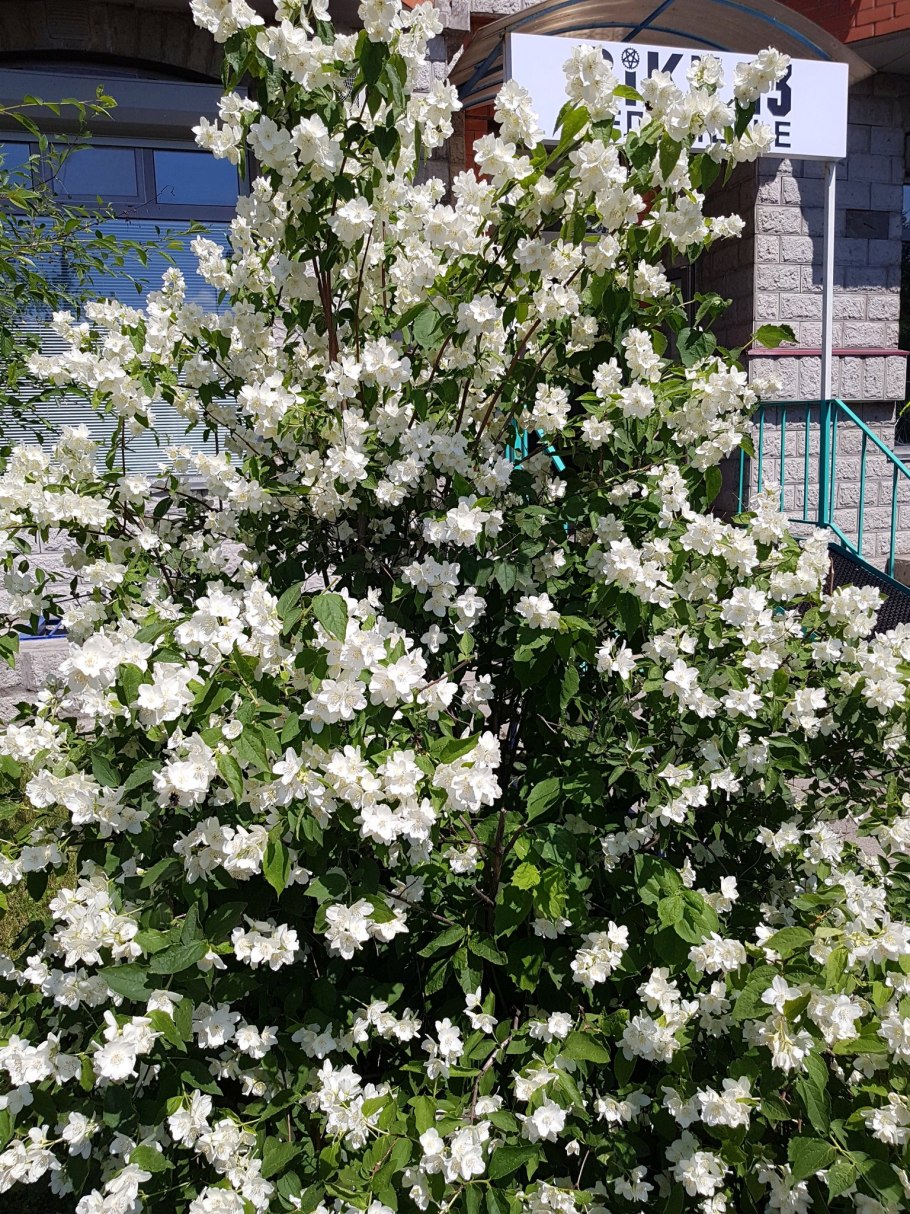 Жасмин кустарник жимолость