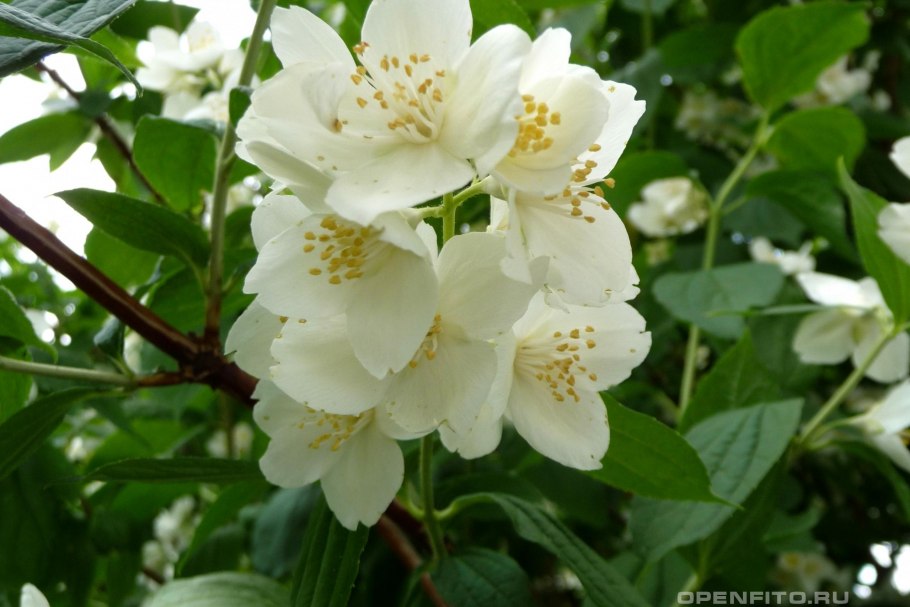 Чубушник обыкновенный жасмин