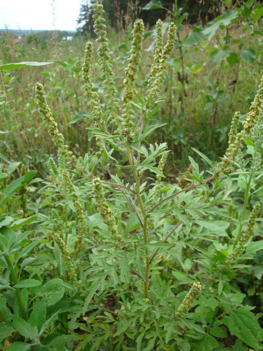 Амброзия метельчатая