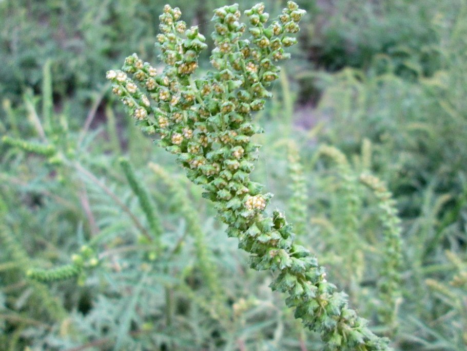 Амброзия полыннолистная Ambrosia artemisiifolia