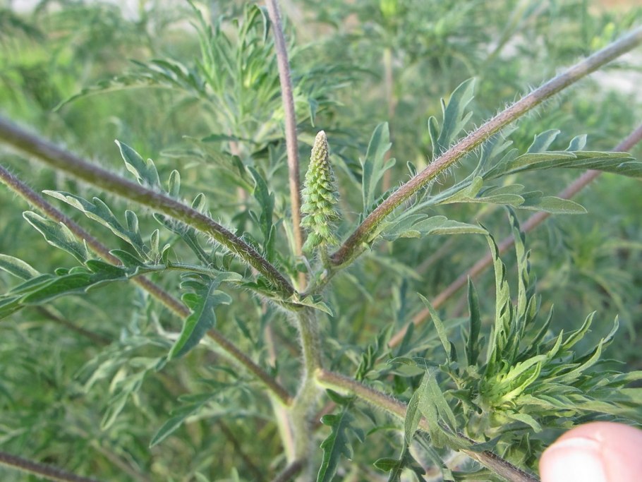 Амброзия полыннолистная Ambrosia artemisiifolia