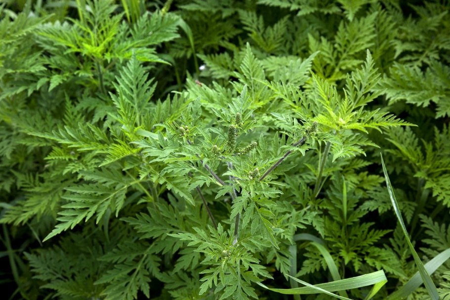 Амброзия полыннолистная