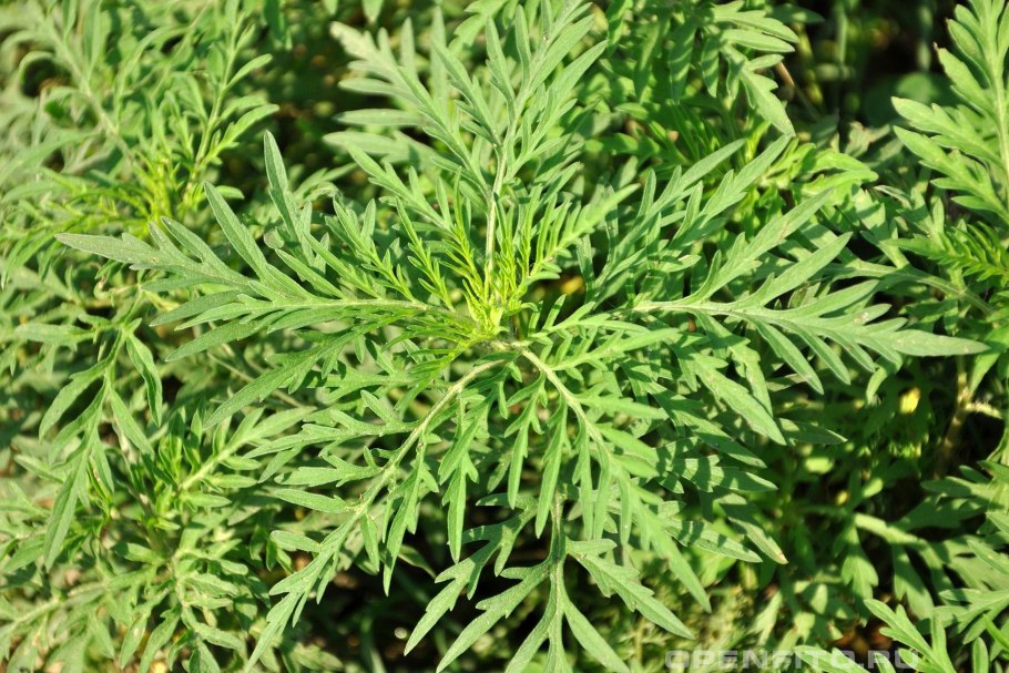 Амброзия голометельчатая