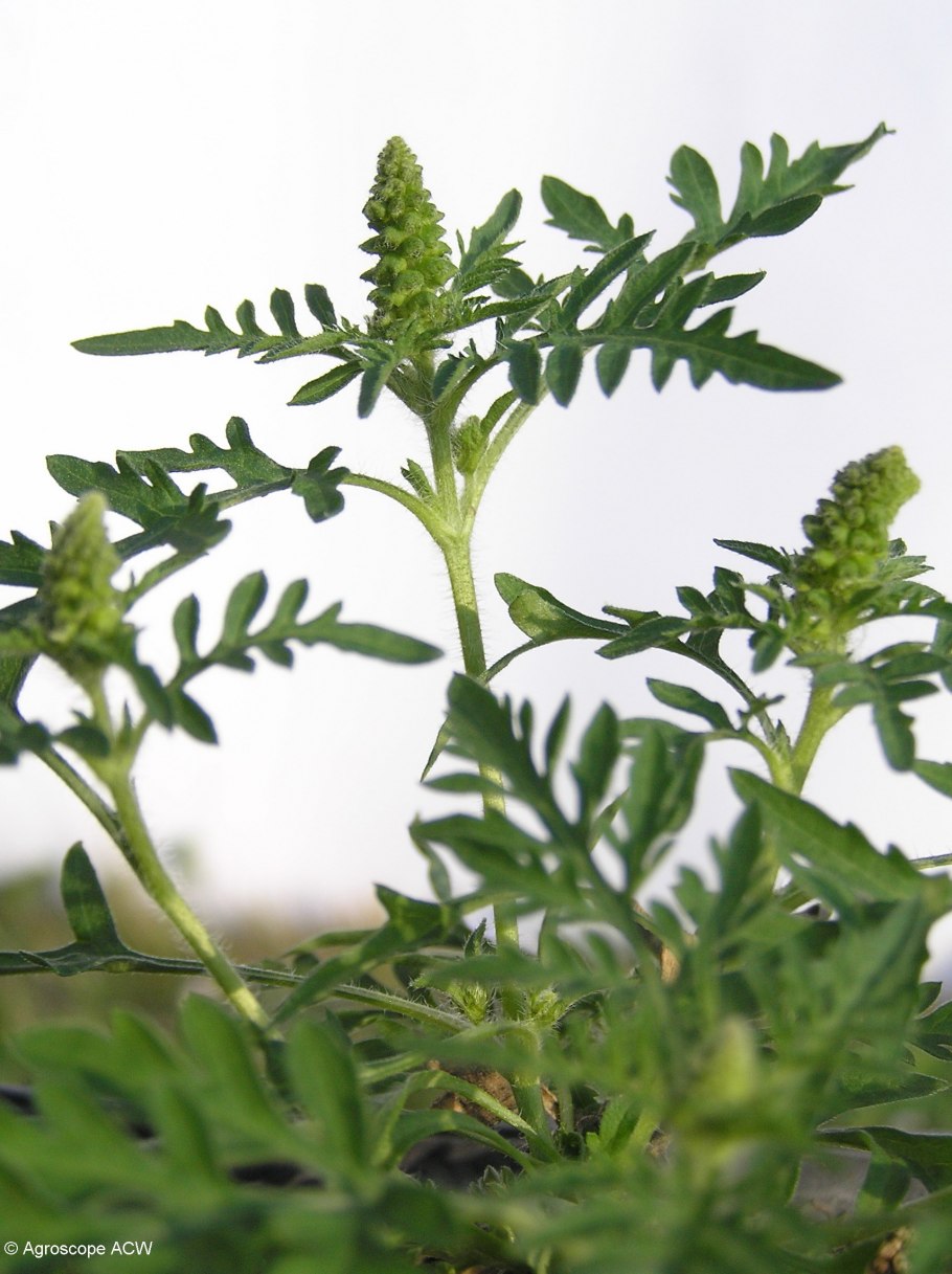 Амброзия полыннолистна