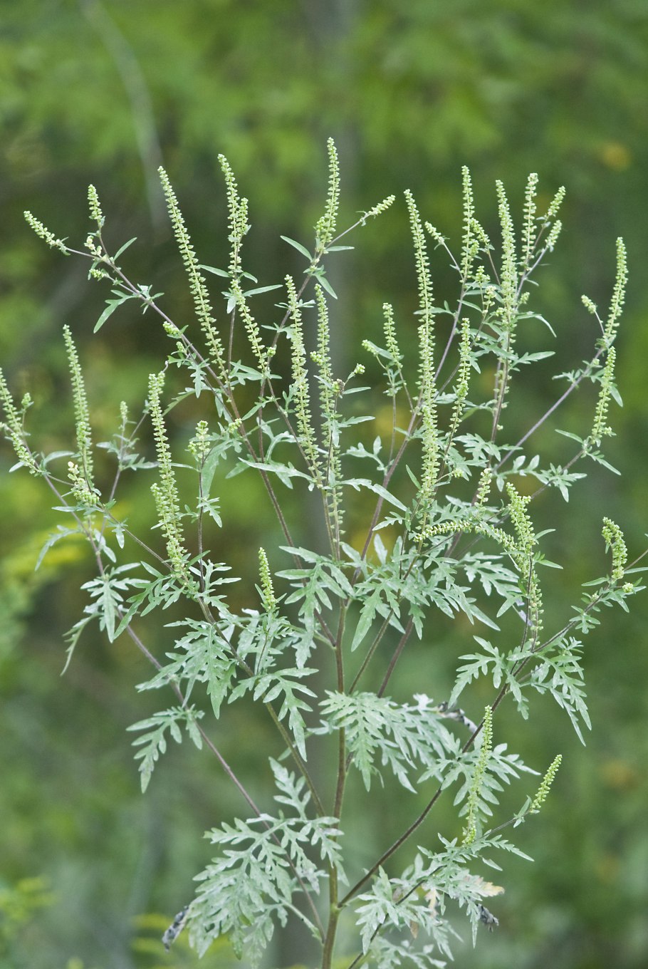 Амброзия метельчатая