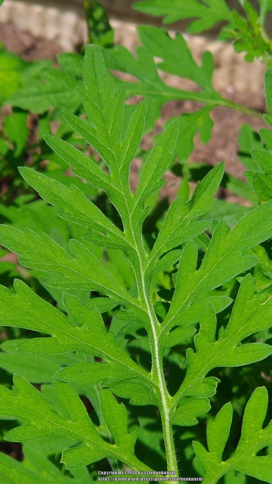 Амброзия смешанная