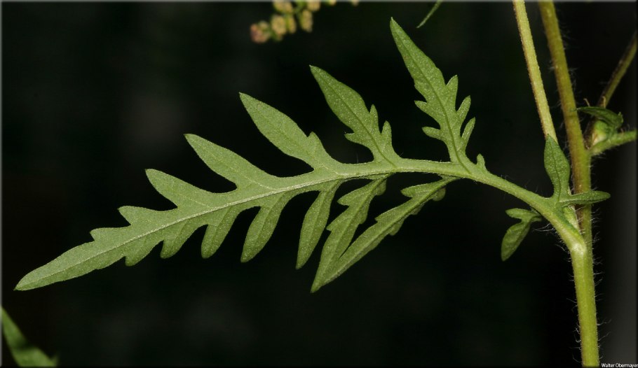 Амброзия цветок