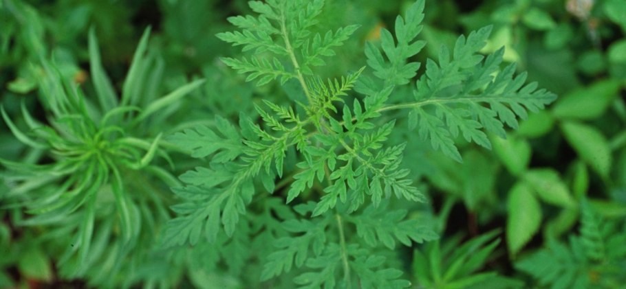 Амброзия полыннолистная растение