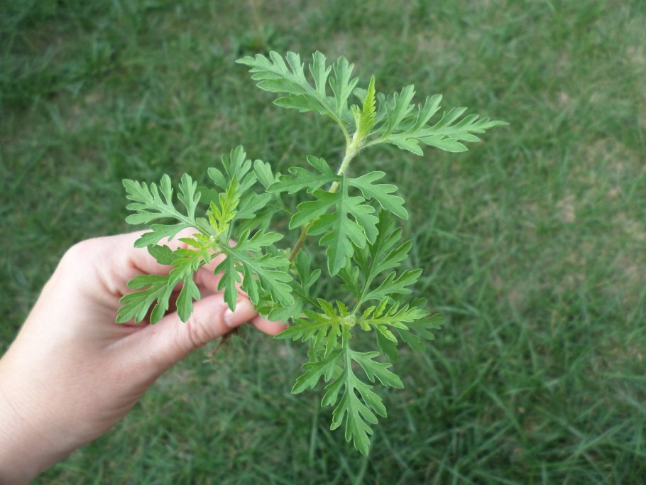 Амброзия метельчатая