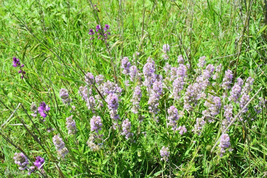 Лекарственные растения Кемеровской области фото и описание