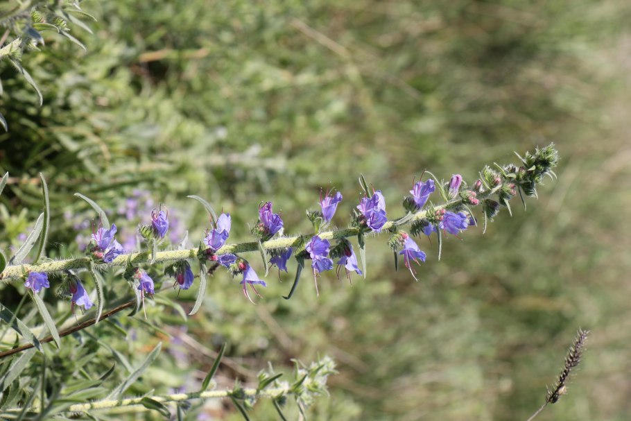 Шалфей остепненный