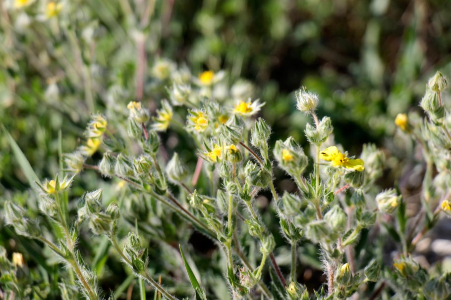 Высокая трава Сибири