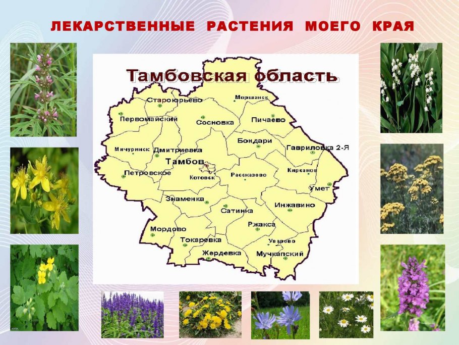 Лекарственные растения Тамбовской области