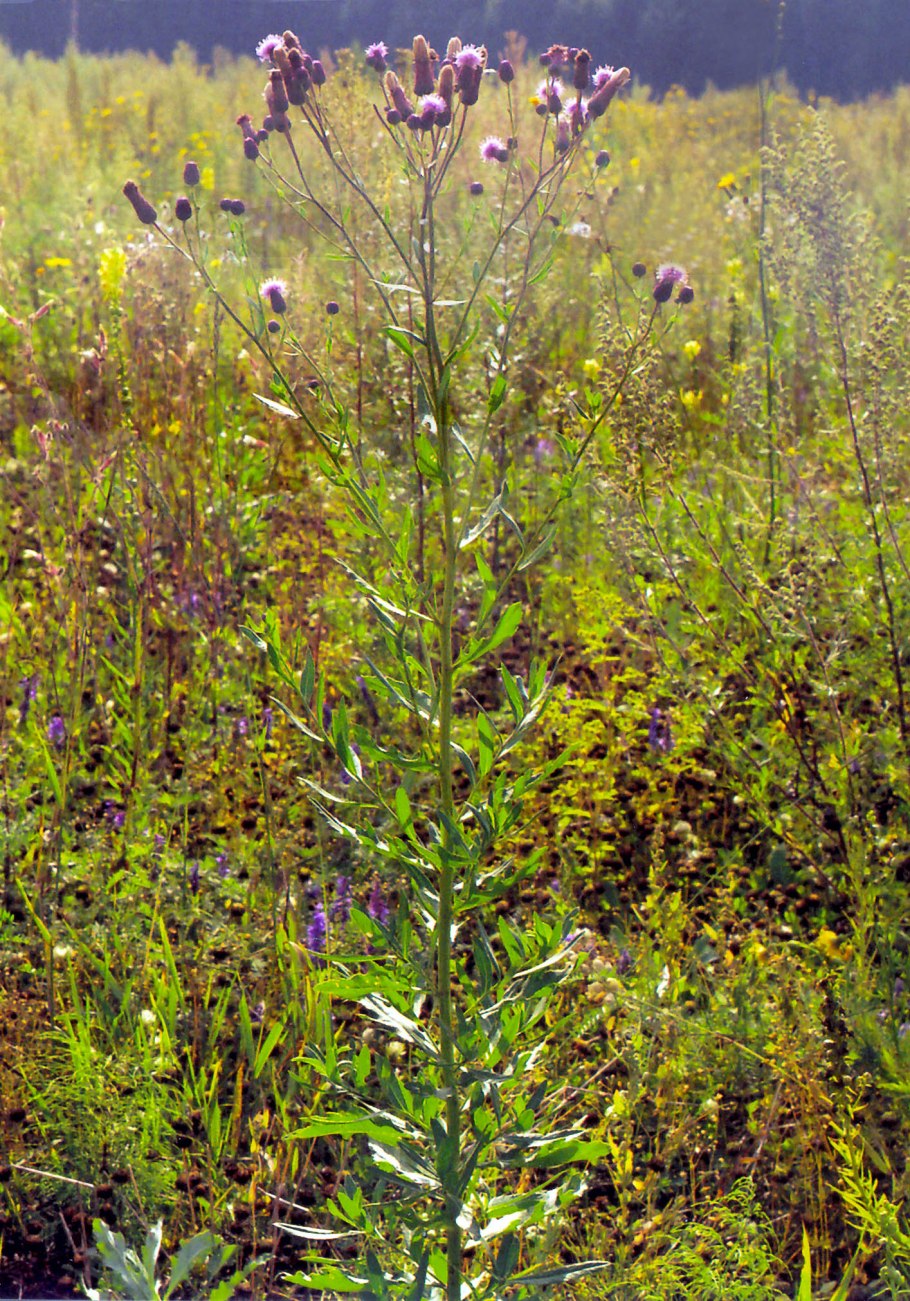 Бодяк полевой медонос
