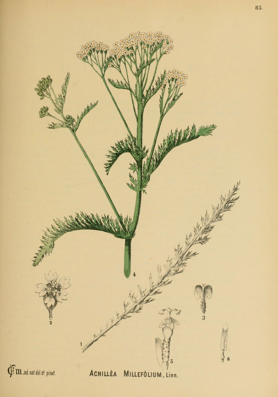 Taraxacum GERBARI