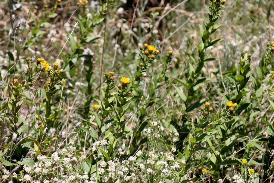 Лекарственные растения Урала Федоров