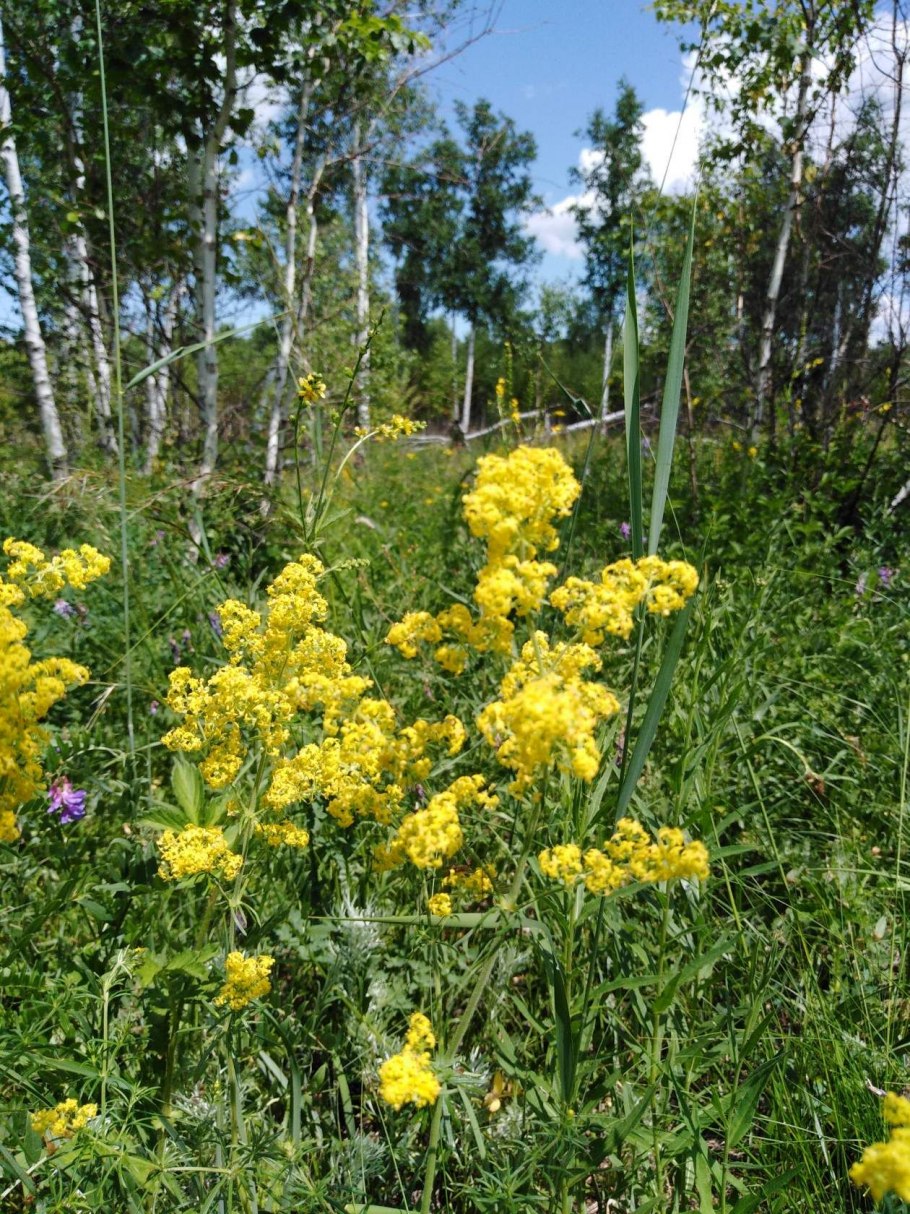 Зверобой Лесной