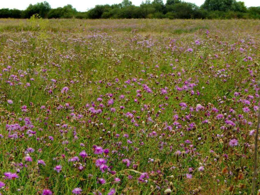 Лекарственные растения Алтаргана