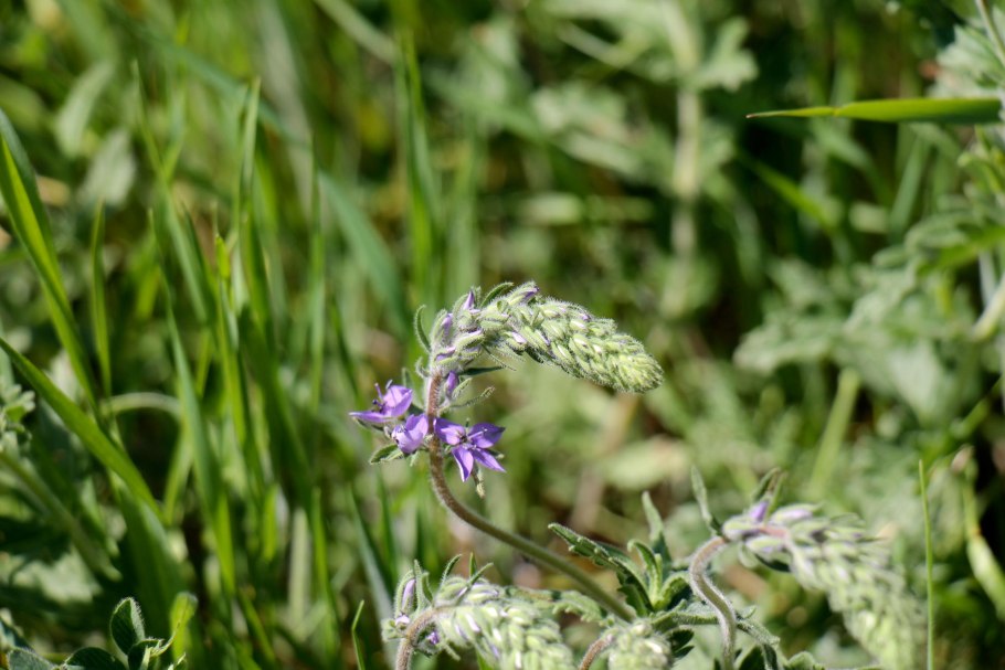 Чабрец Майкопский