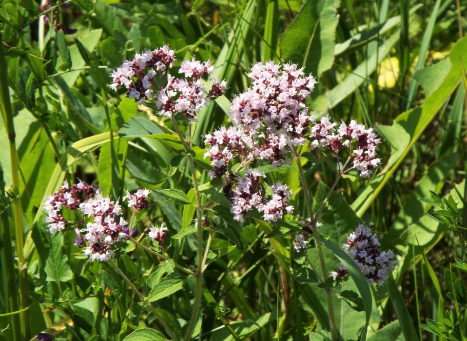 Травы Волгоградской области